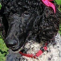 Poodles from Tavaughna's Poodles