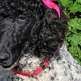 Poodles from Tavaughna's Poodles