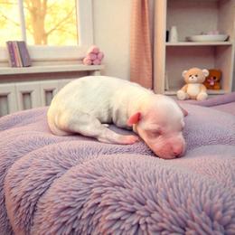 Juliet - White female Havanese puppy in Cadwell, Georgia from Hashtag Havenese