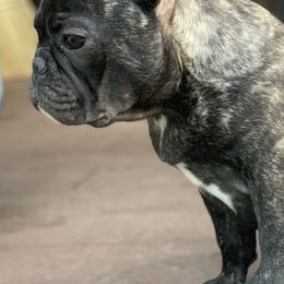 French Bulldogs from DavisK French Bulldogs