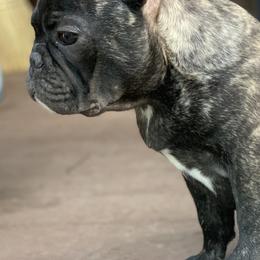 French Bulldogs from DavisK French Bulldogs
