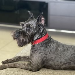 Mars - Miniature Schnauzer