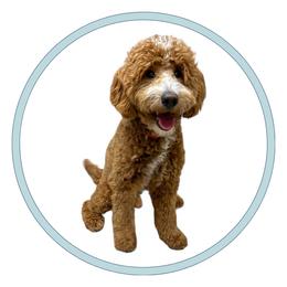 Tucker - Goldendoodle