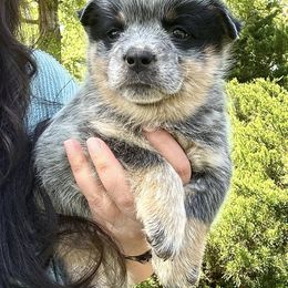 Australian Cattle Dog Puppies from McCalls Cattle Dogs
