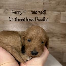 Penny - Apricot female Goldendoodle puppy in Cedar Falls, Iowa from Northeast Iowa Doodles