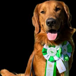 Golden Retriever puppies from Companion Goldens of the Carolinas