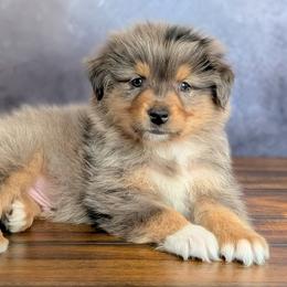 Chance - Blue merle male Australian Shepherd puppy in Fultonville, New York from Sandy Aussies, Mini Dachshunds & Pomeranians