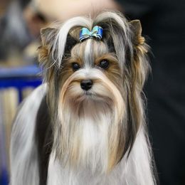 Koosa - Biewer Terrier