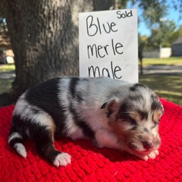 Kyanite - Blue merle male Australian Shepherd puppy in Alvin, Texas from Oasis Australian Shepherd