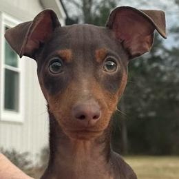 Boomer - Black and rust male Miniature Pinscher puppy in Nashville, Tennessee from Aztex Min Pins