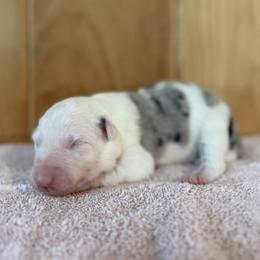 Shelby - Blue merle female Border Collie puppy in Owenton, Kentucky from Three16 Ranch