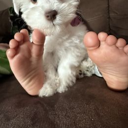 Miniature Schnauzer Puppies from Cali Sun-kissed Schnauzers