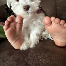 Miniature Schnauzer Puppies from Cali Sun-kissed Schnauzers