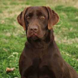 Hazel - Labrador Retriever
