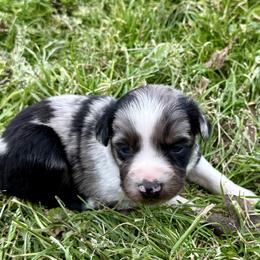 Marke - Blue merle male Australian Shepherd puppy in Mount Vernon, Texas from RJ's Aussie Posse