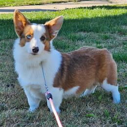Aurora - Pembroke Welsh Corgi