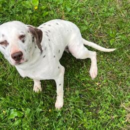 Kiara - LUA - White and liver brown female Dalmatian puppy in Sedalia, Missouri from Missouri Dalmatians