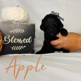 Apple - Black female Goldendoodle puppy in Cedartown, Georgia from Loyal Doodles