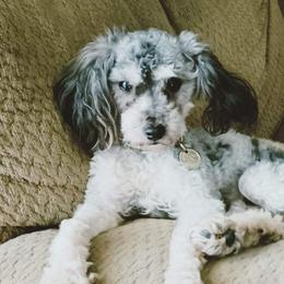 Stormi - Poodle