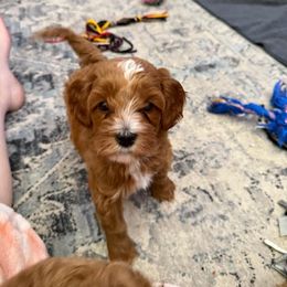 Cavapoo Puppies from AZ Cavapoos