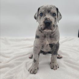 Ace - Merle male Great Dane puppy in Kannapolis, North Carolina from Carolina Great Danes & Toy Poodles
