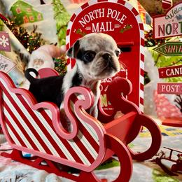 Tybalt - Silver male Pug puppy in Ferrum, Virginia from Menagerie Magnifique Pugs & Boston Terriers