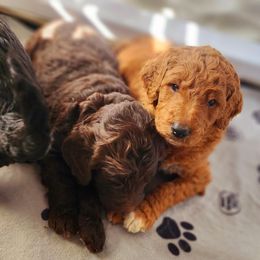 Goldendoodle Puppies from Lucky's Doodlez