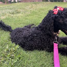 Miniature Schnauzer and Poodle All Grown Up from Bewitching Kennels
