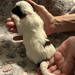 Biewer Terrier Puppies from Moonshadow Biewer Terriers