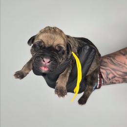 Ezra - Fawn female Cane Corso puppy in Elkhart, Indiana from Martins Almighty Cane Corsos