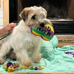Foxie - White and tan female Russell Terrier puppy in Mabank, Oregon from Mountain Ash Farms