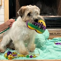 Foxie - White and tan female Russell Terrier puppy in Mabank, Oregon from Mountain Ash Farms