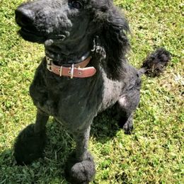 Poodles from Redding's Poodles
