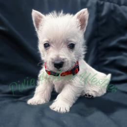 Red - White male West Highland White Terrier puppy in Cleveland Tx, Texas from Pixie Hollow Westies