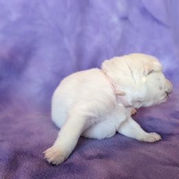 Pomsky Puppies from Valparaiso Pomskys