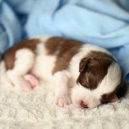 Freedom Frito - Brown and white male Aussiedoodle puppy in Lincoln, California from Frenchie LOVE and Doodles