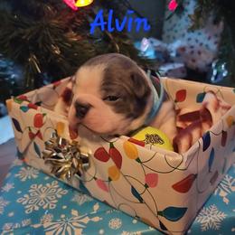 Alvin - Lilac male Boston Terrier puppy in Lexington, Indiana from NanzBostz