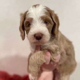 Journey - Red female Bernedoodle puppy in Surprise, Arizona from Huckleberry Doodles