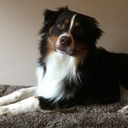 Hiro  - Australian Shepherd
