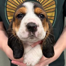 Aspen - Black brown and white male Basset Hound puppy in Gulf Breeze, Florida from Breeze Basset Hounds