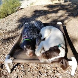 German Wirehaired Pointer All Grown Up from Grimmet German Wirehaired Pointers