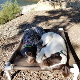 German Wirehaired Pointer All Grown Up from Grimmet German Wirehaired Pointers