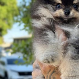 Pomeranian Puppies from Pom Pom Lollipop’s