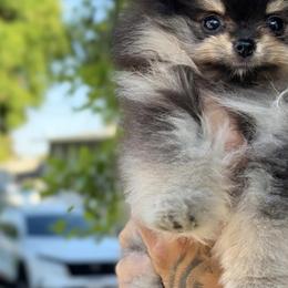 Pomeranian Puppies from Pom Pom Lollipop’s
