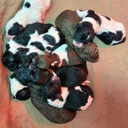 Girl 4 - Black and white female Bernedoodle puppy in Mckenzie, Tennessee from Small Town Doodles & Poodles