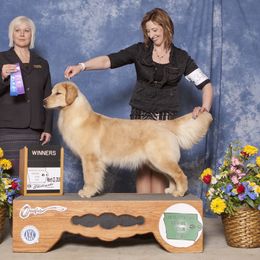 Gemma - Golden Retriever