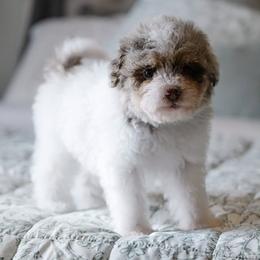 Bernedoodle and Schnoodle Puppies from Grand Lake Poodles & Doodles