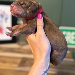 Holly - Chocolate female Great Dane puppy in Ardmore, Alabama from Delta Danes