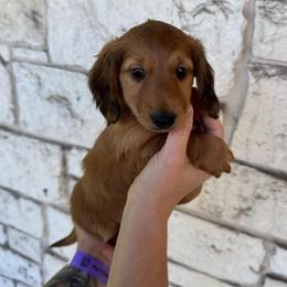 Cash - Chocolate male Dachshund puppy in Troup, Texas from East Texas Dachshunds