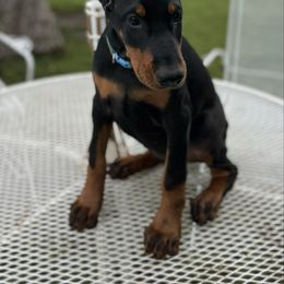 Florizel - Black and rust female Doberman Pinscher puppy in Aredale, Iowa from Royal Dynasty Dobermann Kennel